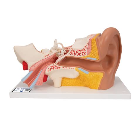 Ear Model 3 Times Life Size 4 Part Ear Models Larynx Models