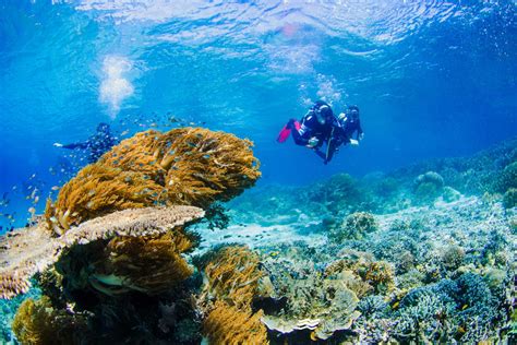 Raja Ampat Diving Is Macro Or Wide Angle Better Scuba Diver Mag