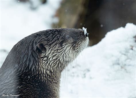 Otter Catches Snowflakes On Her Nose — The Daily Otter