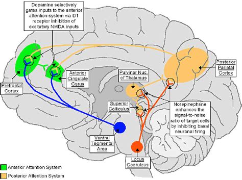 Pdf The Neurobiology Of Attention Deficit Hyperactivity Disorder