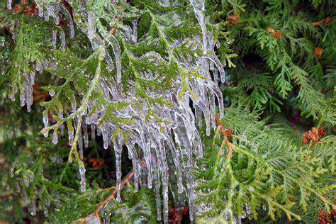 Protect Trees And Shrubs Through Winter Pine Valley Tree Services