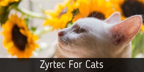 Not only is it safe and efficient, it's likewise economical. Zyrtec (Cetirizine) For Cats-Uses and Dosage For Cats ...
