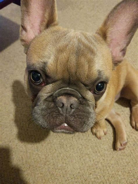 Cute Little Frenchie R Aww