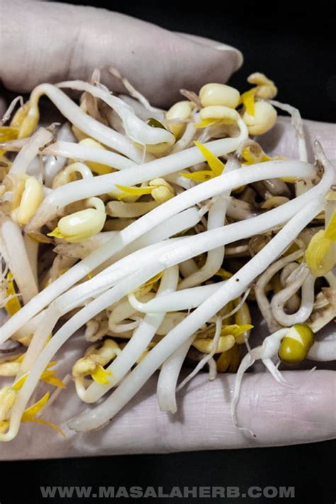 how to sprout mung beans diy mung bean sprouts masala herb