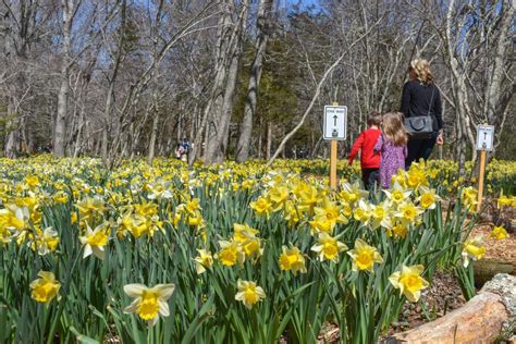 Daffodils Bloom As Crowds Return To Popular Flower Field Dartmouth