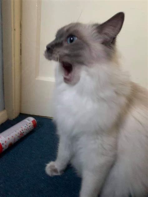 Surprised Cat Meme Template Dentro Deun