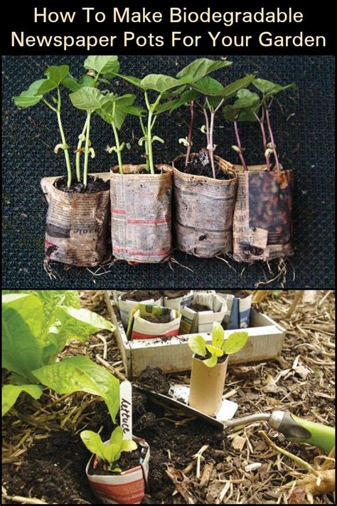 Make Free Sustainable And Safe Planters For Your Seedlings Food