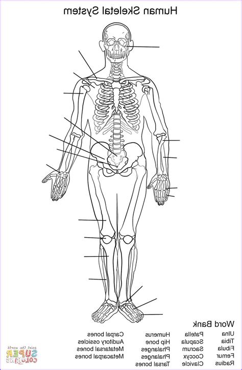 9 Skeleton Anatomy Coloring Pages Article Bafzdaf