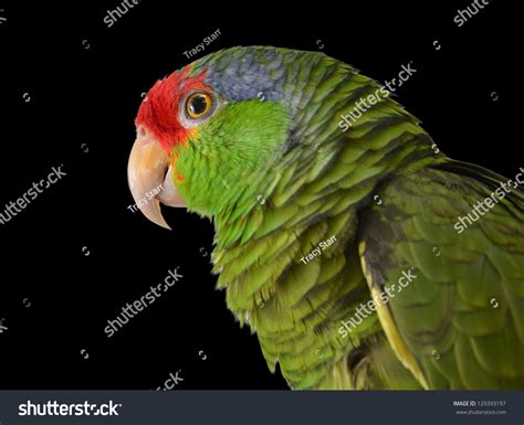 Mexican Red Head Parrot Stock Photo 129393197 Shutterstock