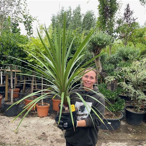 Cordyline Australis Green 60 80 Cm Delivery By Charellagardens