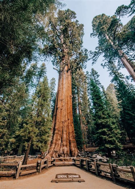 7 Unforgettable Things To Do In Sequoia National Park National Parks