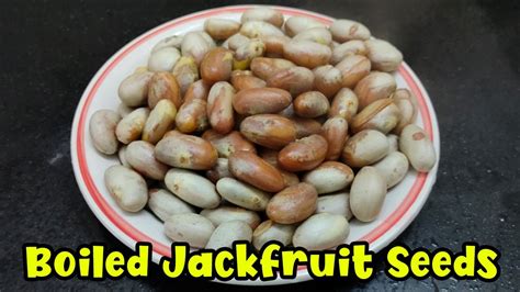 How To Cook Jackfruit Seeds Boil Jackfruit Seeds Youtube