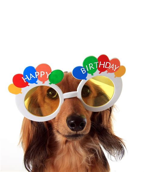Celebrate the ones you loves with a bday meme. Dog with Happy Birthday glasses - HSHV