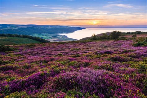 Walking Exmoor Heather Plant Countryside Pictures South West Coast