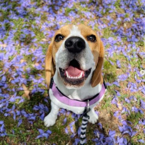 This Cute Beagle Smile Can Make Everyone Smile