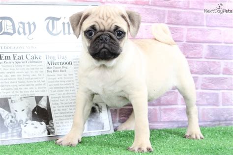 Pug Puppy For Sale Near Baltimore Maryland 0ce314c4 A801