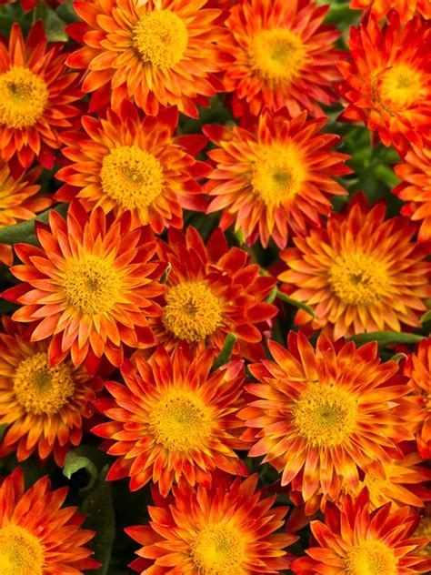 Check spelling or type a new query. Top Orange Annual Flowers for Your Garden | HGTV