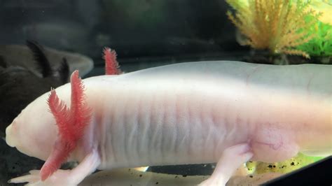 Question What Are The Sex Of My Axolotls Newts And Salamanders Portal