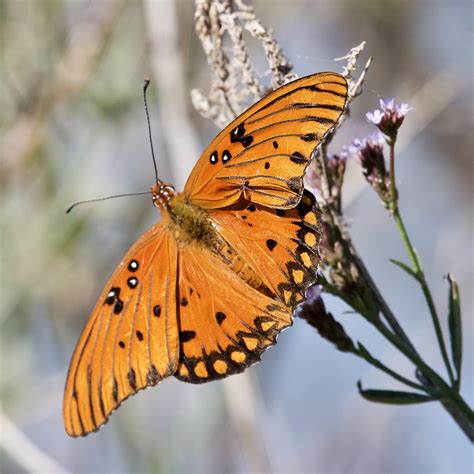 Golden Fritillary Agraulis Vanillae Another Quick Break In Flickr