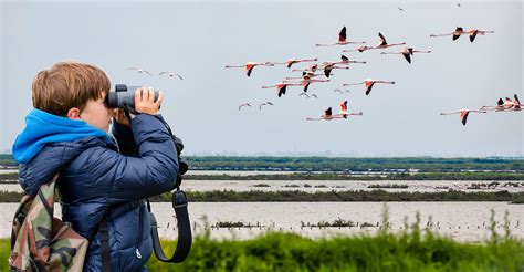 The Best Bird Watching Binoculars For Beginners Troomi Wireless