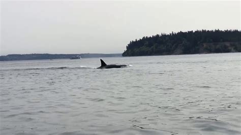 Orcas Come Up Right Next To Kayak Fisherman In Puget Sound Youtube