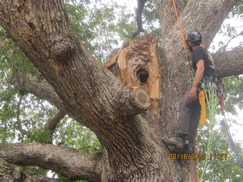 Baldwin Tree Preservation Services