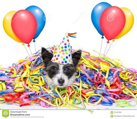 Party Celebration Dog Stock Photo Image Of December 101497304