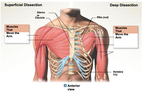Anatomy Of The Upper Chest Area Female Muscle Diagram And Definitions