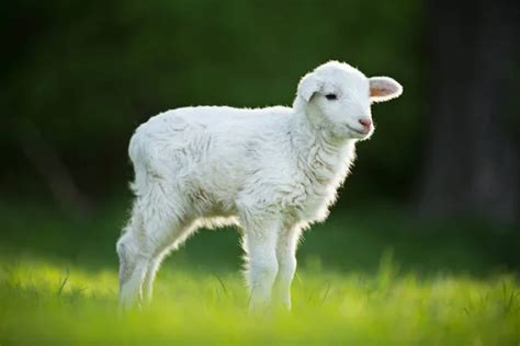 Cute Little Lamb On Fresh Green Meadow Stock Photo By ©kesu01 239105648