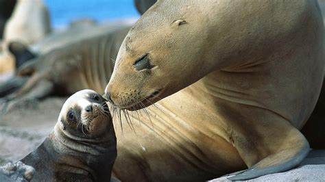 Animals Baby Animals Nature Sea Lion Moustache Wallpapers Hd