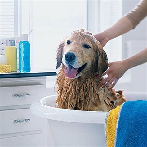 Cómo Bañar A Un Perro Mascotas