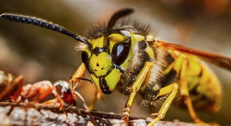 Important Information About Wasps This Summer Pest Control