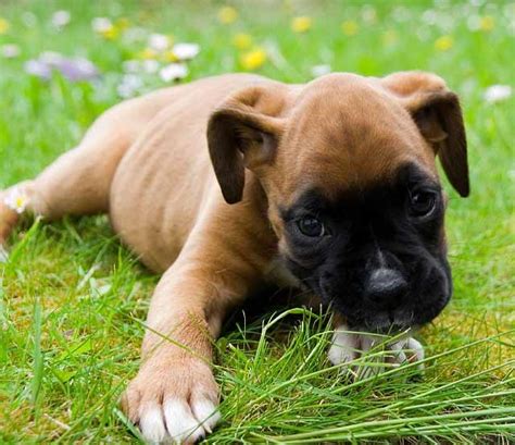 12 Reasons Why Boxer Dogs Are The Only Friends Youll Ever Need