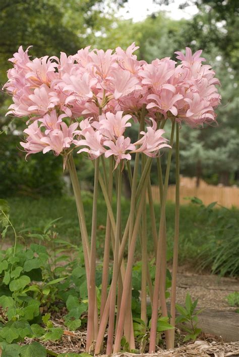 Several Pink Flowers Are Growing In The Garden