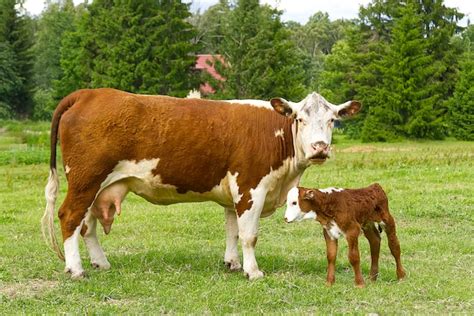 Vaca Con Ternero Recién Nacido En La Hierba Verde Del Prado Foto Premium