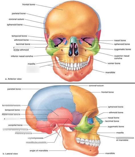 Surface Features Of The Skull Diagram Quizlet