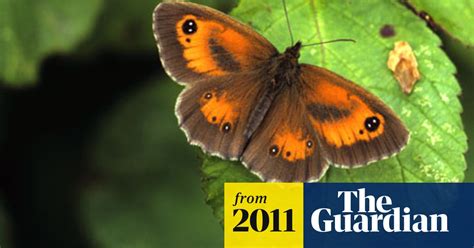 Uk Butterfly Numbers Fall Following Coldest Summer In 18 Years