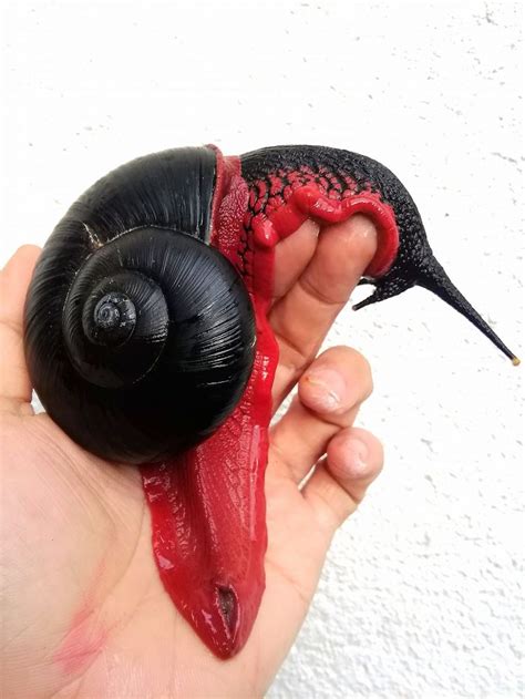 This Fire Snail Is The Vampire Equivalent Of A Slug Unusual Animals