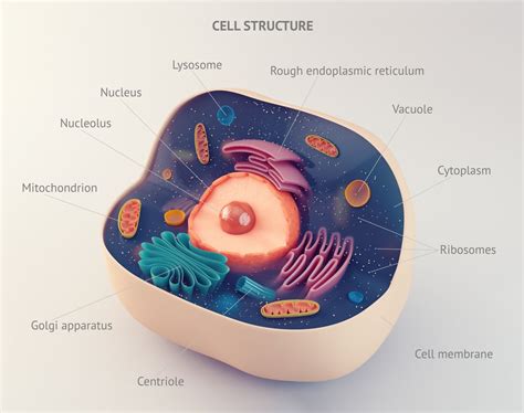 Cell Model Biology