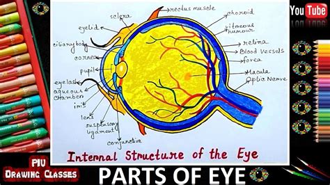 How To Draw Human Eye Anatomy Structure Diagram Perfectly Step By Step