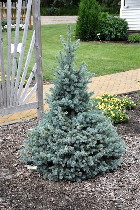 Sesters Dwarf Blue Spruce Picea Pungens Sester Dwarf