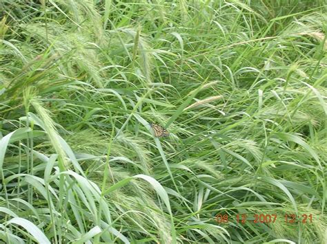 Search a wide range of information from across the web with topsearch.co. elymus virginicus - Google Search | Grass seed, Ornamental grasses, Warm season grass