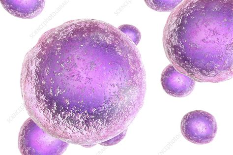 Human Embryonic Stem Cells Illustration Stock Image F0224357