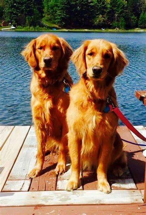 Good Time Goldens Best Dogs For Families Golden Retriever Beautiful