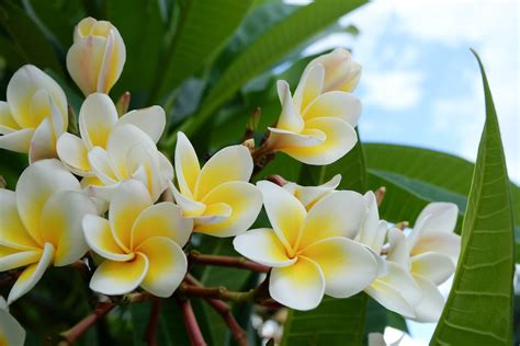 Plumeria A Beautiful Plant To Add In Your Garden