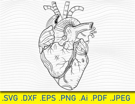 Anatomical Heart Svg Heart Svg Human Heart Clip Art Decal Etsy