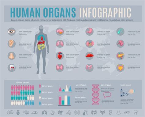 Free Vector Human Organs Infographic Set With Internal Body Parts