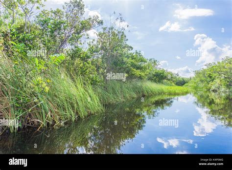 Everglades In Florida Stock Photo Alamy