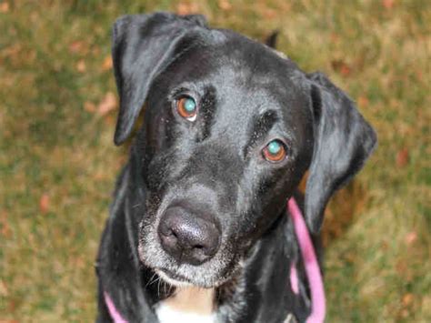 We promote the responsible ownership of dogs and cats, and advocate for the animals in our community and beyond, including the denver area, arvada, aurora, boulder, broomfield, castle rock, commerce city, colorado springs, evergreen, fort collins, glendale, golden, idaho springs, lafayette, lakewood, littleton, longmont. Adopt a Pet in Colorado Springs | Humane Society of the ...