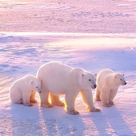 Mom Bear Baby Polar Bears Colorful Pictures Animal Kingdom Cute